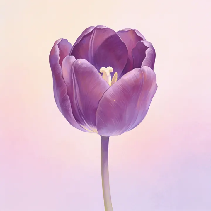 보라 튤립 그림