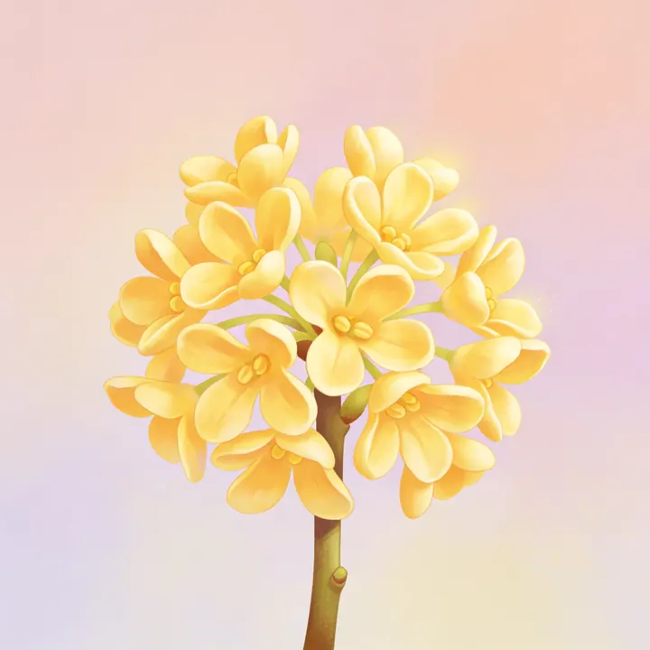 생강나무꽃 그림