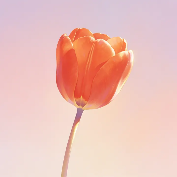주황 튤립 그림