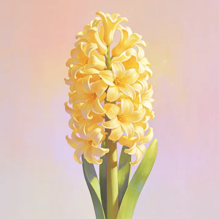 노랑 히아신스 그림