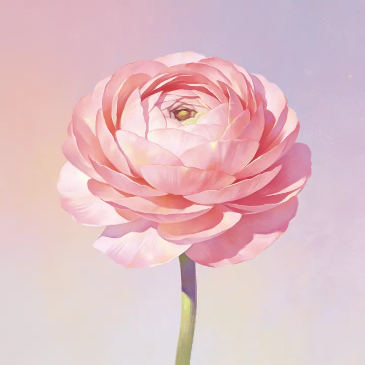 분홍 라넌큘러스 그림