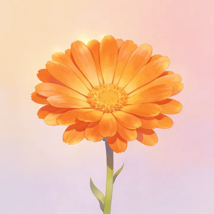 금잔화 그림