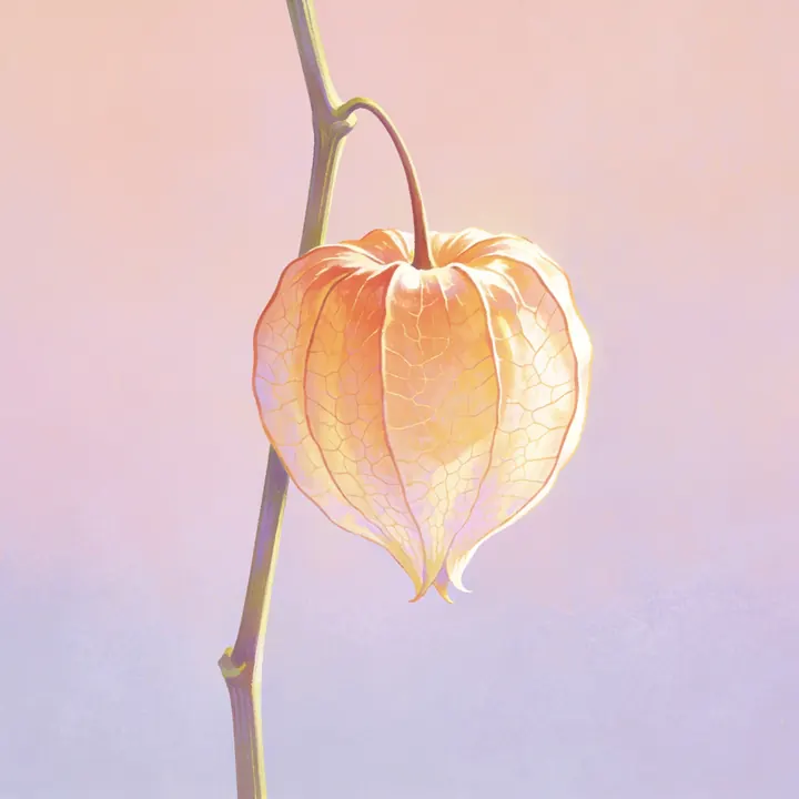 꽈리 그림