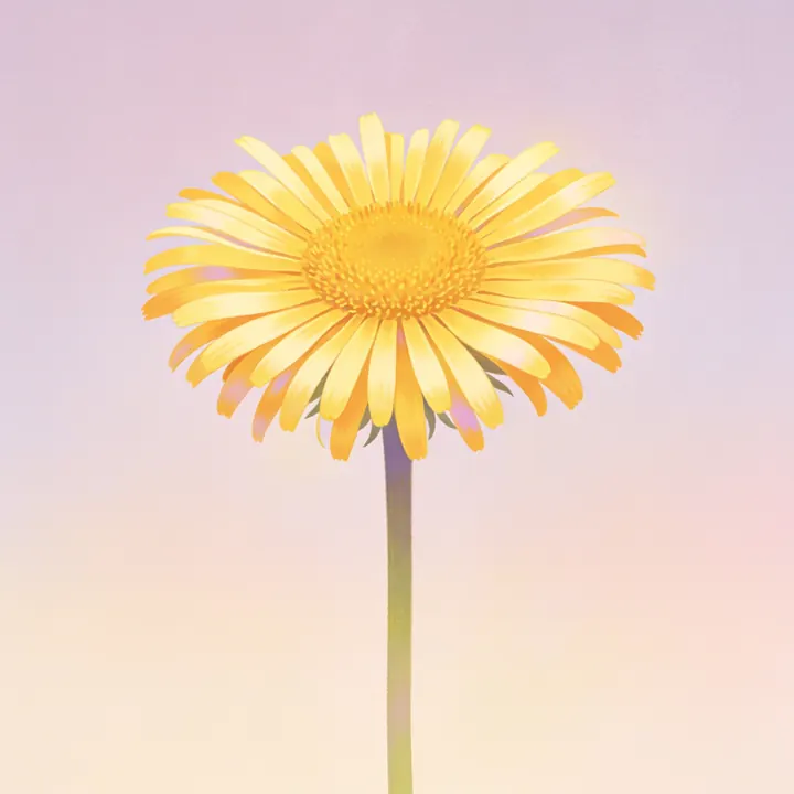 금불초 그림