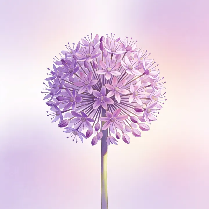 산부추꽃 그림