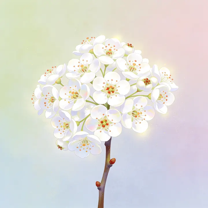 피라칸다 그림