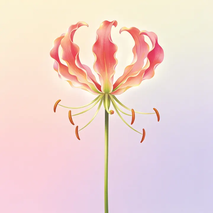 글로리오사 그림