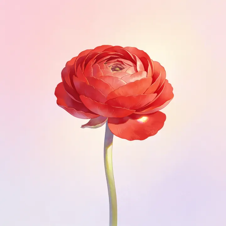 빨간 라넌큘러스 그림